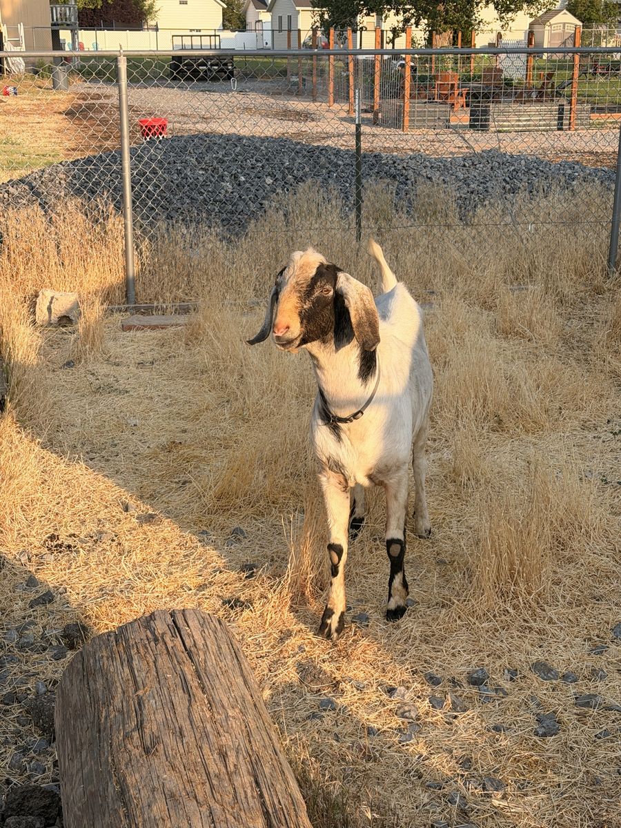 Nubian goat stud for sale