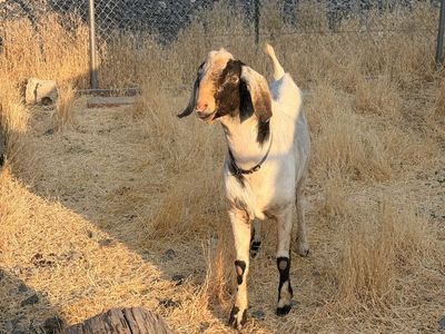 Nubian goat stud for sale