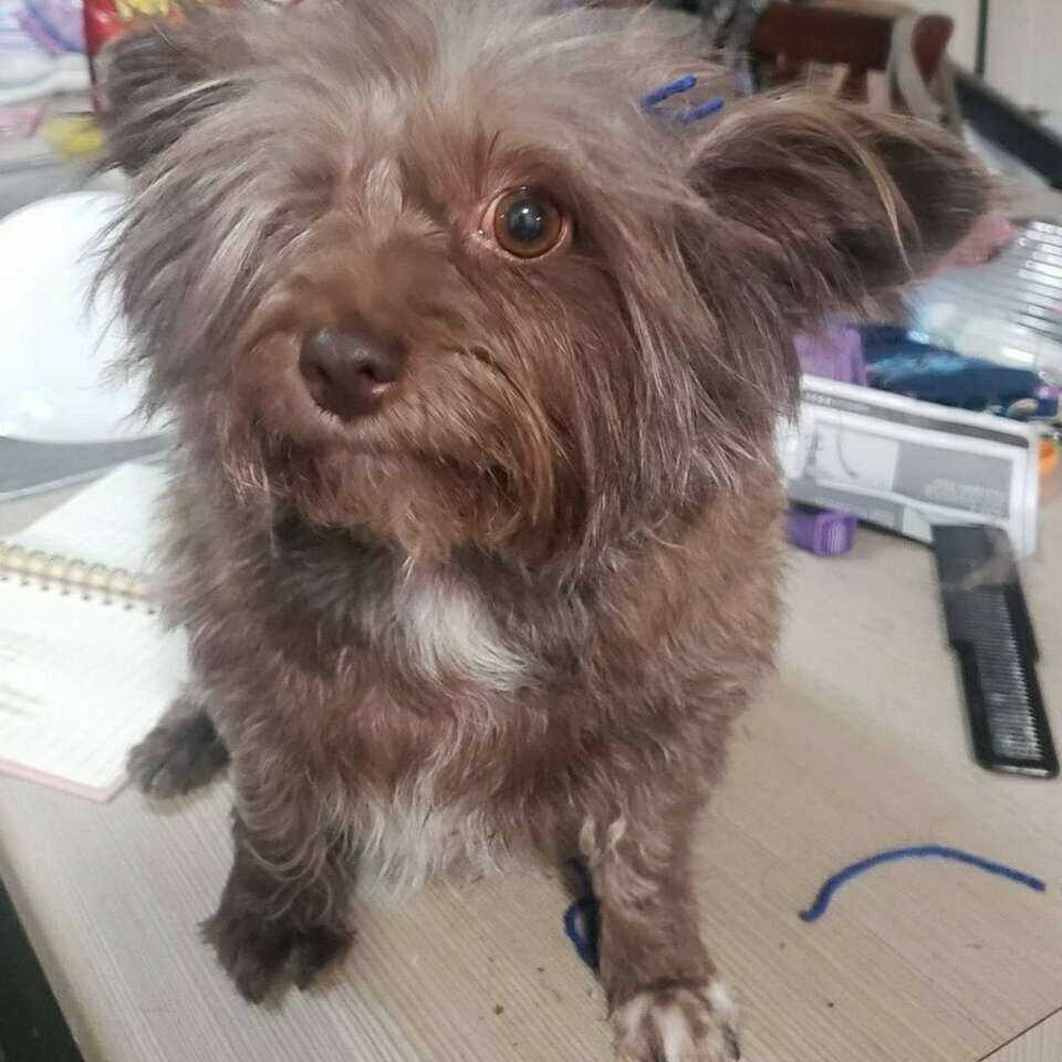 Please Help me find My Mollie!!