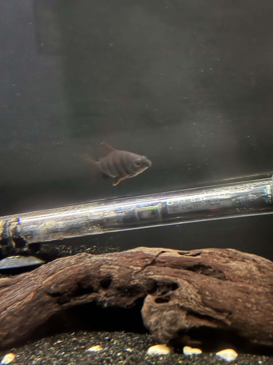 six bannded distichodus