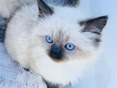 SWEET Ragdoll kittens/GORGEOUS, FLUFFY, STAY SMALL--LOYAL, PUPPYLIKE/BEST Temperament. Do tricks! Shed less/less allergenic!
