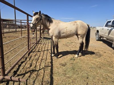 2023 AQHA Buckskin Gelding