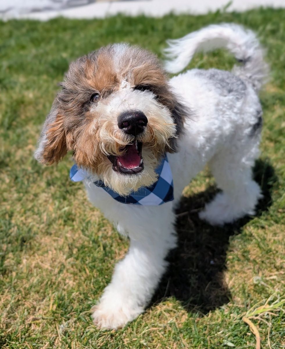 Loyal Friend, Mini Labradoodle Boy, 20-30lbs full grown