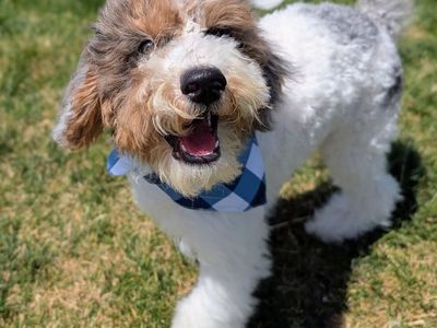 Loyal Friend, Mini Labradoodle Boy, 20-30lbs full grown