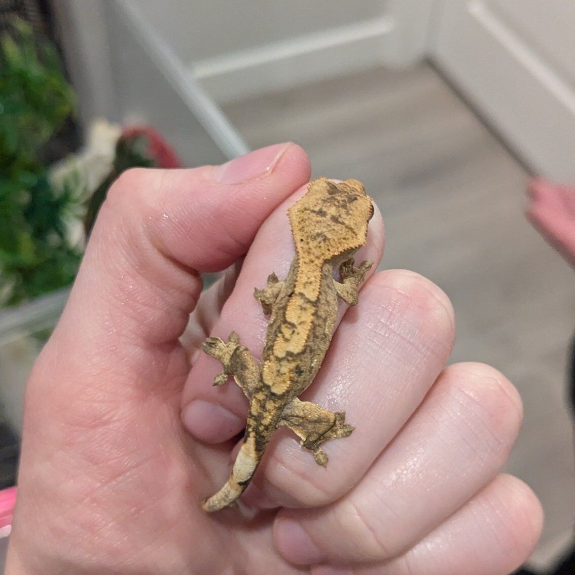 Very Cool Tiger Dalmatian Crested Gecko Baby
