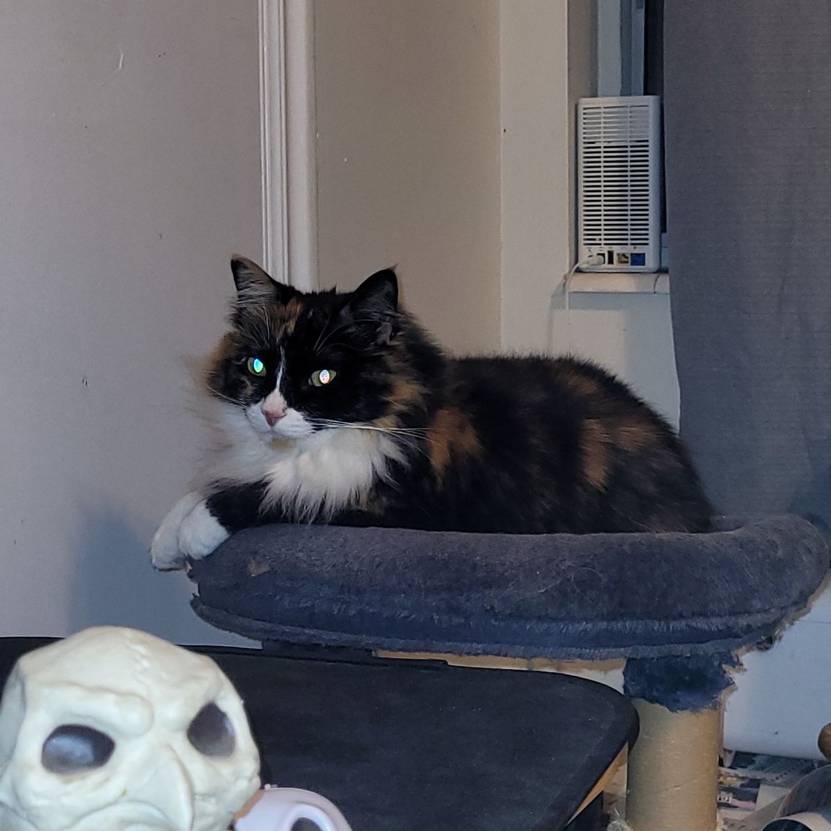Luz(Missing cat)