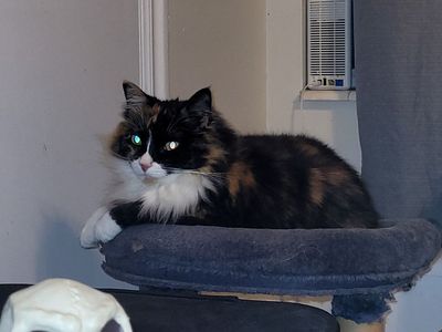 Luz(Missing cat)