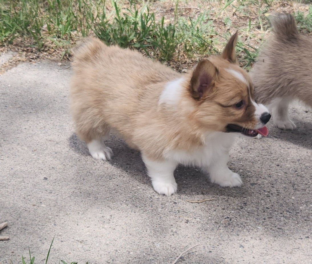 Akc Pembroke Welsh Corgis