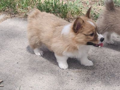 Akc Pembroke Welsh Corgis