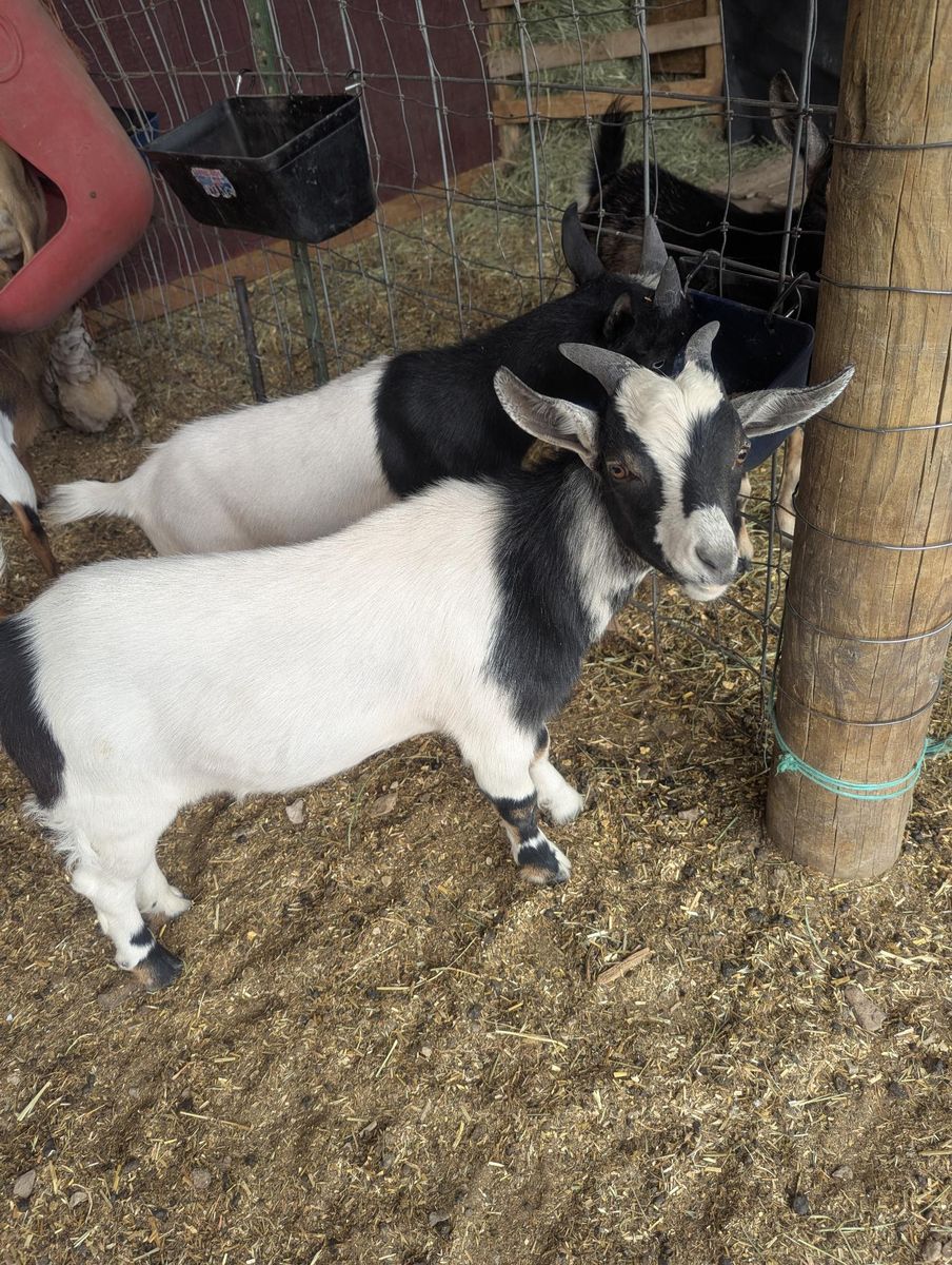 Nigerian Dwarf Goats - 2 healthy Bucklings