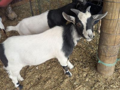 Nigerian Dwarf Goats - 2 healthy Bucklings