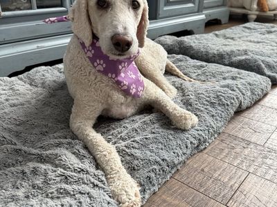 3 Year Old Golden Doodle Male
