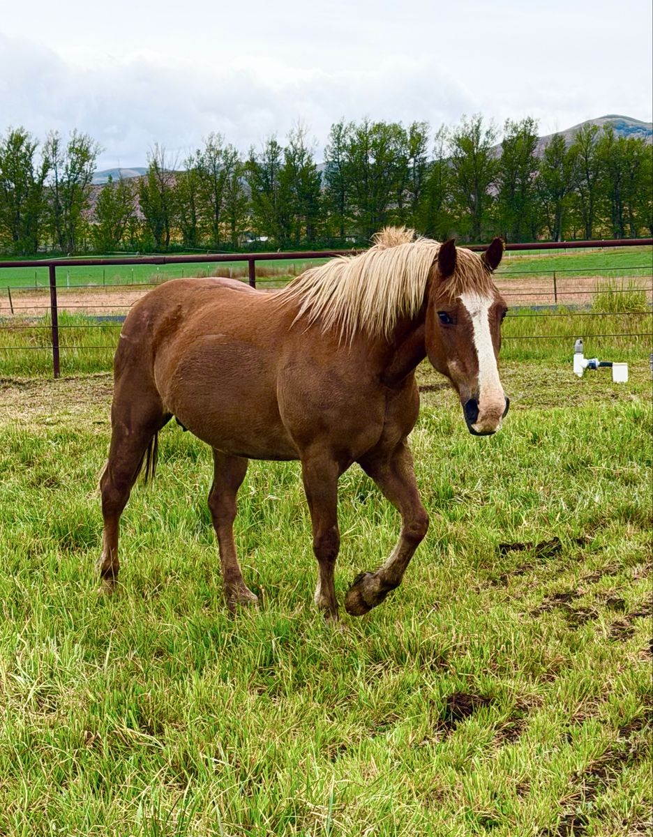 Haflinger $500 or best offer