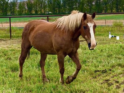 Haflinger $500 or best offer