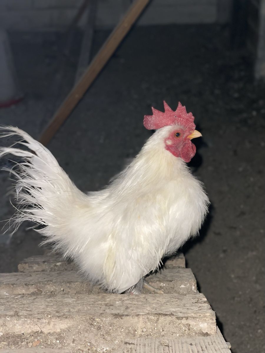 FREE White Bantam Silkie Rooster