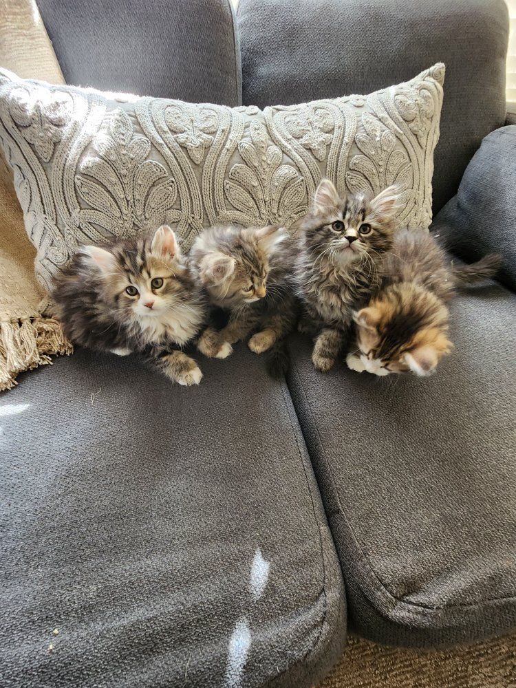 Purebred Siberian Kittens TICA Reg. SO Cuddly and Playful incredible emotional support animals!!