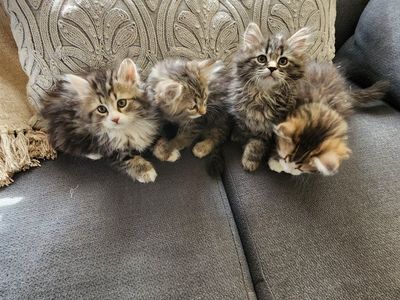 Purebred Siberian Kittens TICA Reg. SO Cuddly and Playful incredible emotional support animals!!