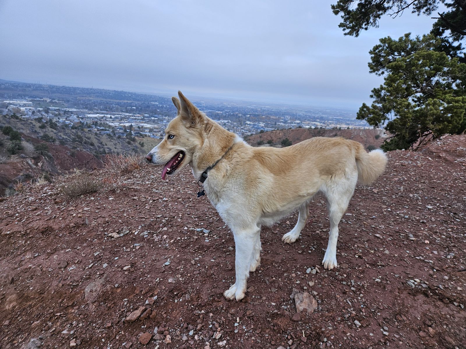 Australian Shepherd/Husky dog in Cedar City