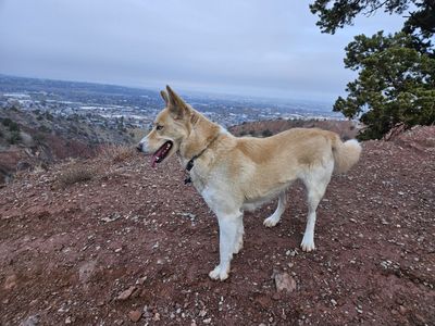 Australian Shepherd/Husky dog in Cedar City