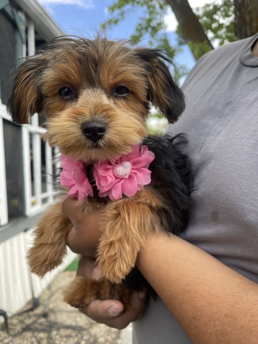 Yorkie Mix