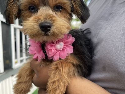 Yorkie Mix