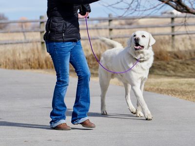 Sam LGD Ready to go to work Elevated K9 Working Dog Rescue