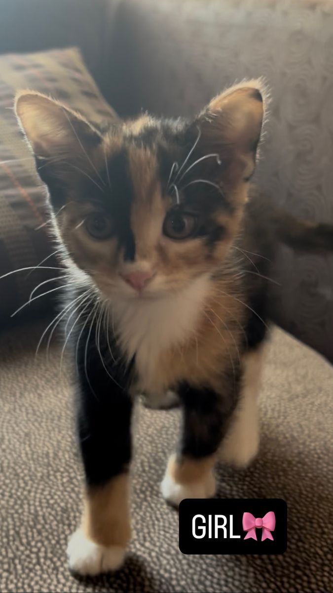 Baby kittens