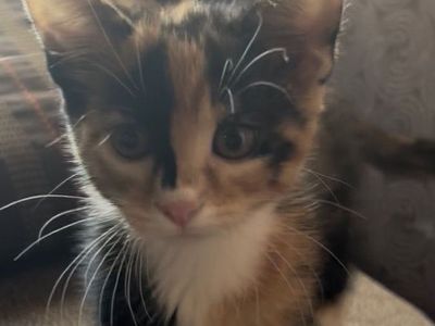 Baby kittens