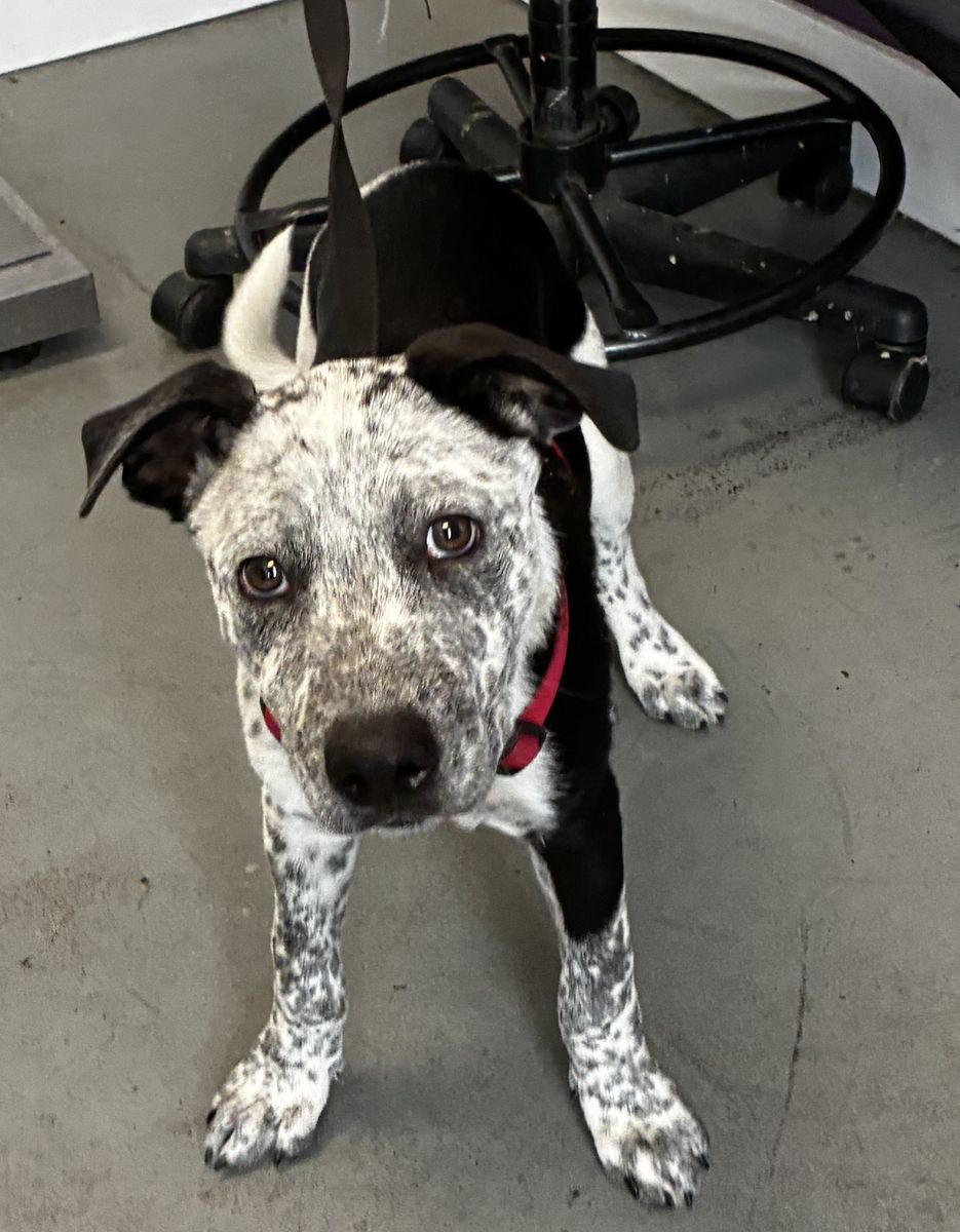 Available for adoption. A164552 Oreo!