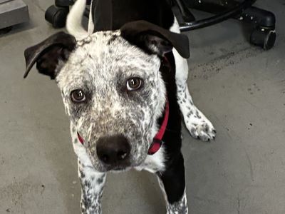 Available for adoption. A164552 Oreo!