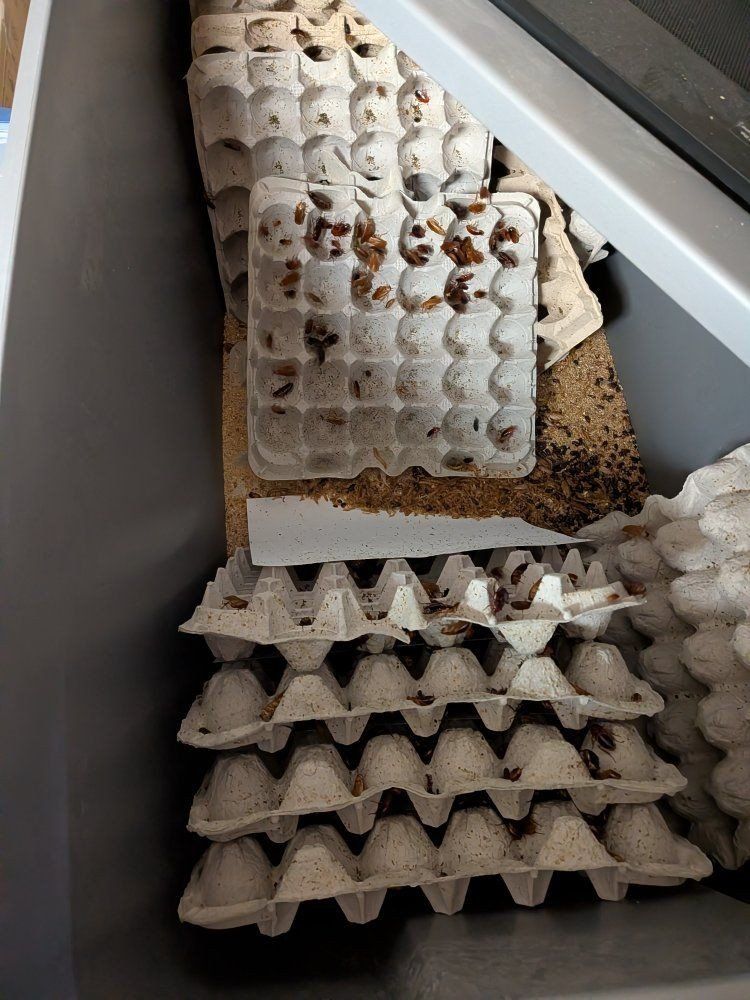 red runner roach colony