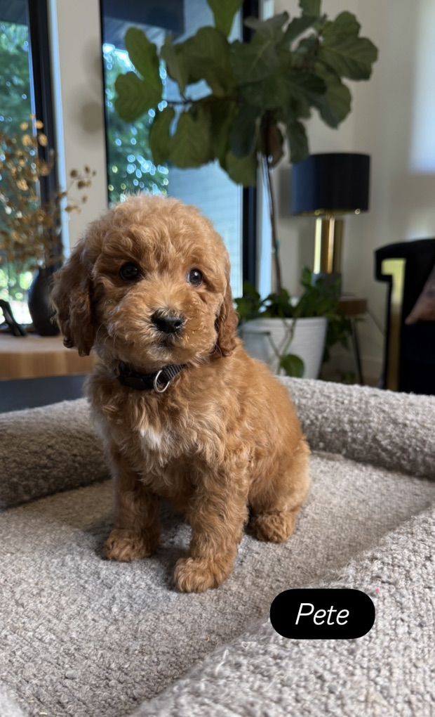 Darling Tiny Goldendoodle Puppies F1b