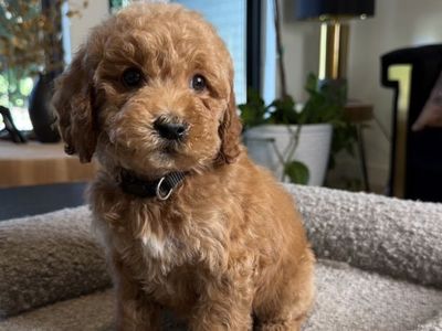 Darling Tiny Goldendoodle Puppies F1b