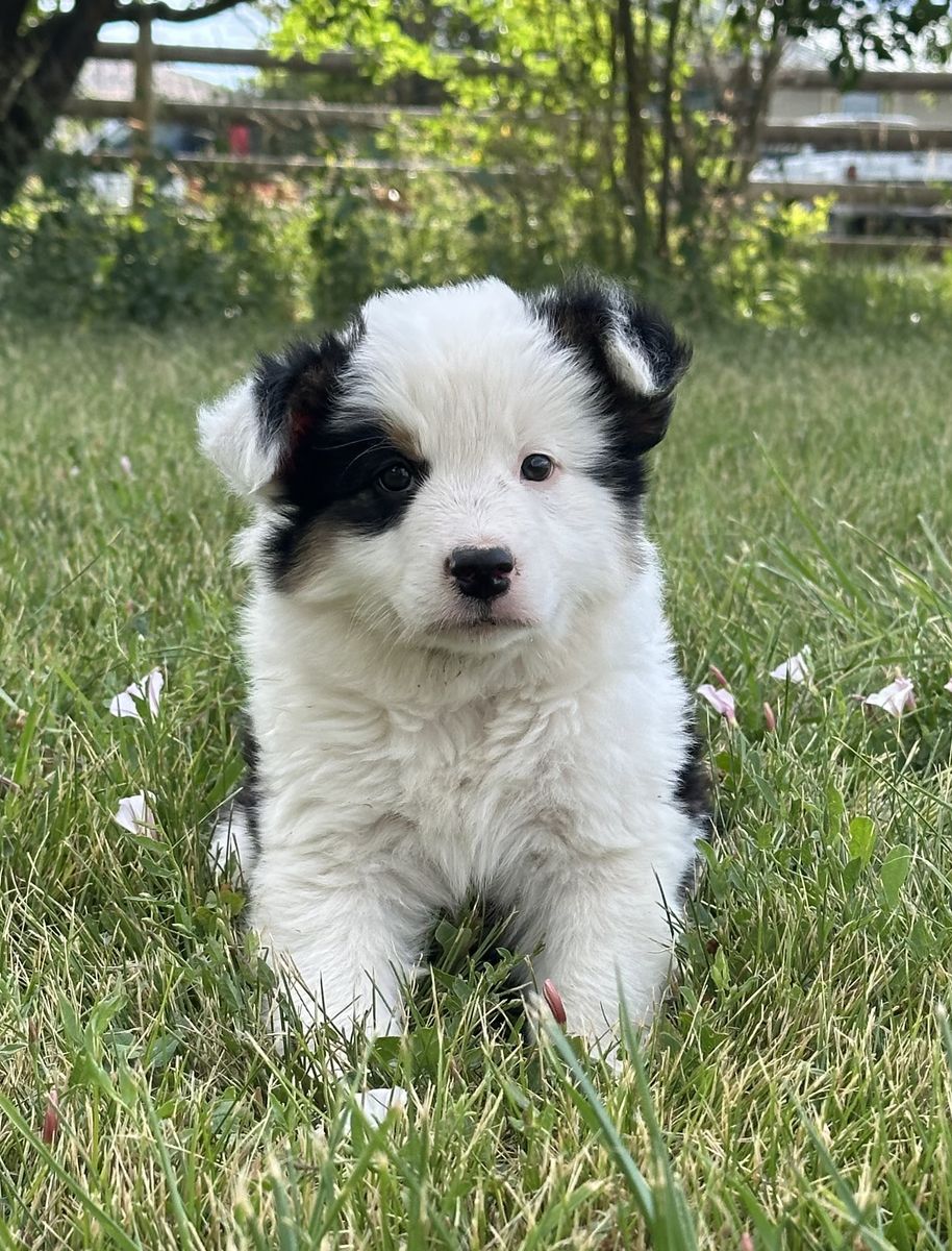 Mini Australian Shepherd/Border Collie Cross Puppies