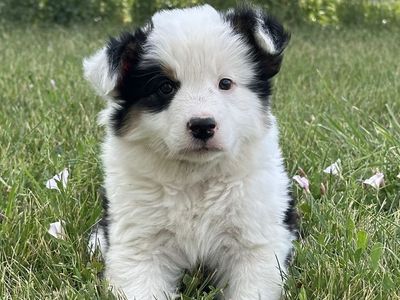Mini Australian Shepherd/Border Collie Cross Puppies
