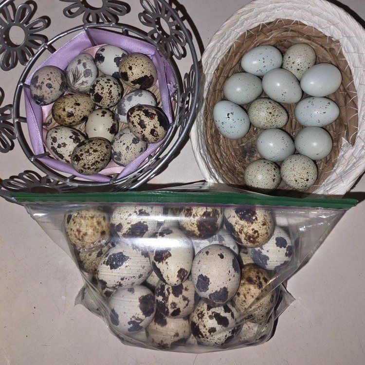 Quail Eggs