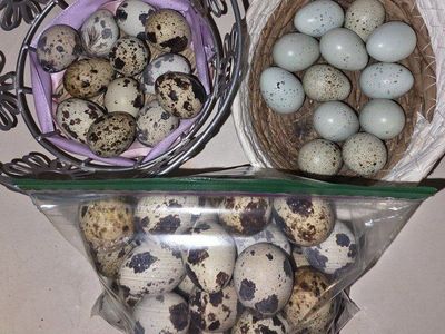Quail Eggs