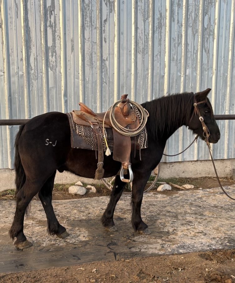 Black Gypsy/Quarter Horse Gelding