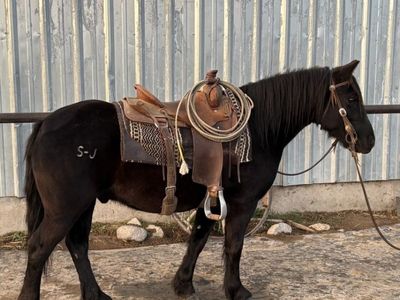 Black Gypsy/Quarter Horse Gelding