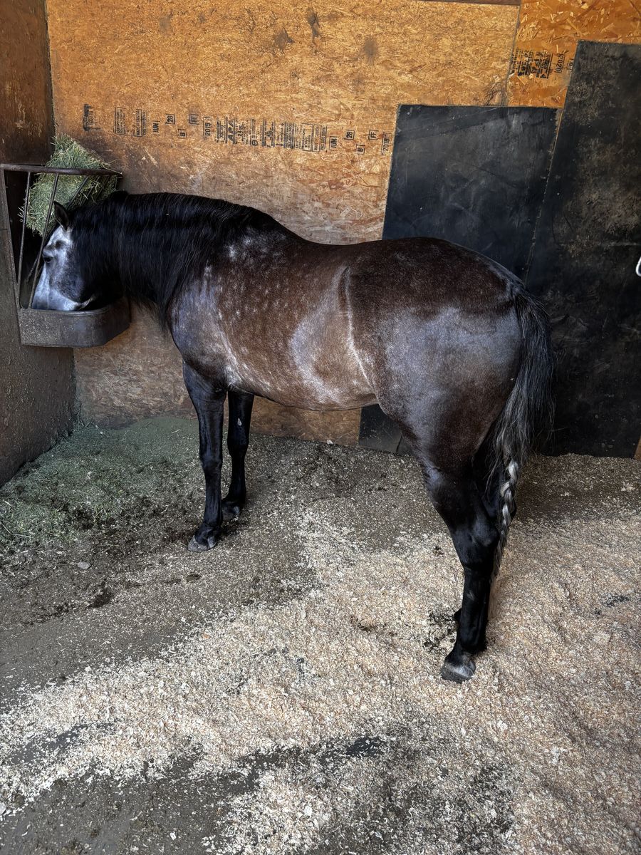 Andalusians
