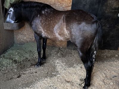 Andalusians