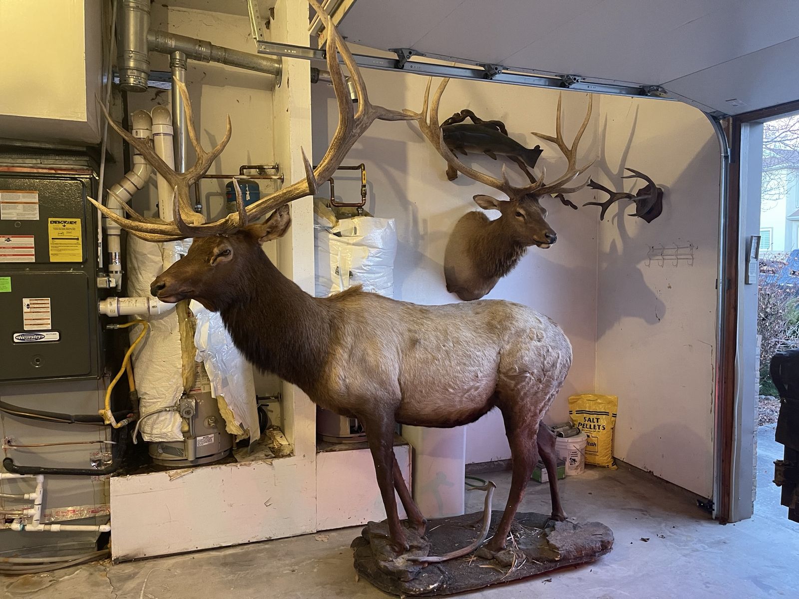 Full body Bull Elk mount