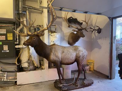 Full body Bull Elk mount