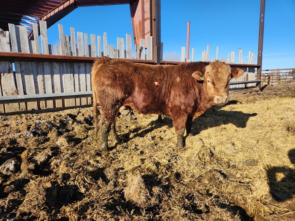 Akaushi Wagyu Bulls 1.5yr-2.5yr olds