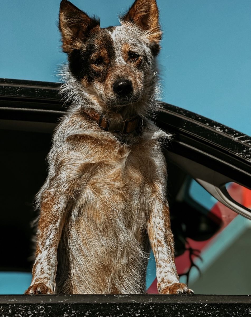 Finn: 5-Year-Old Heeler Australian Shepherd Mix - Good with Animals & Kids, Kennel Trained