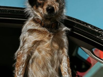 Finn: 5-Year-Old Heeler Australian Shepherd Mix - Good with Animals & Kids, Kennel Trained