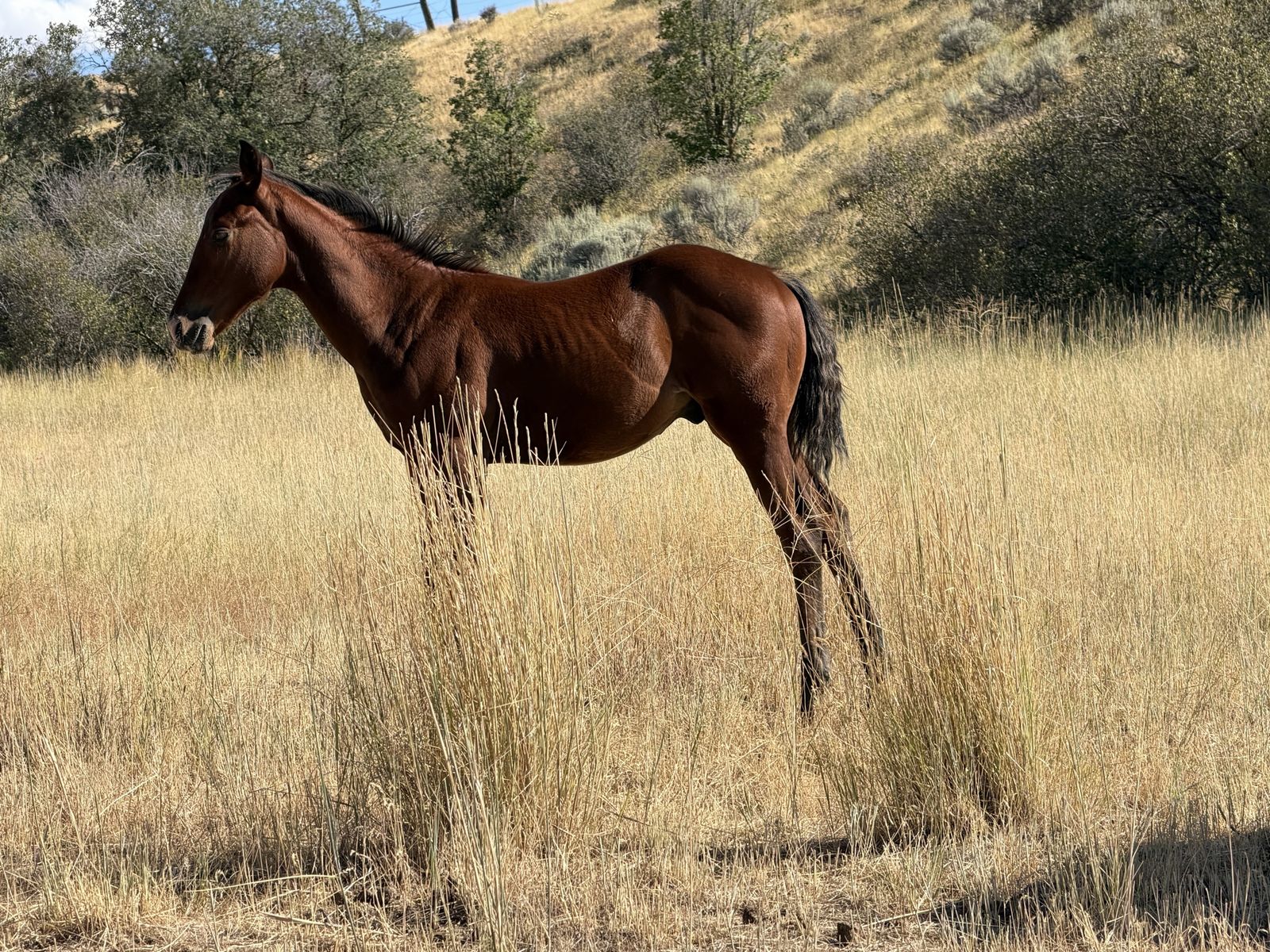 Bay stud colt
