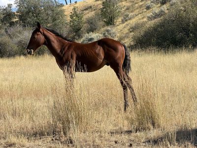 Bay stud colt