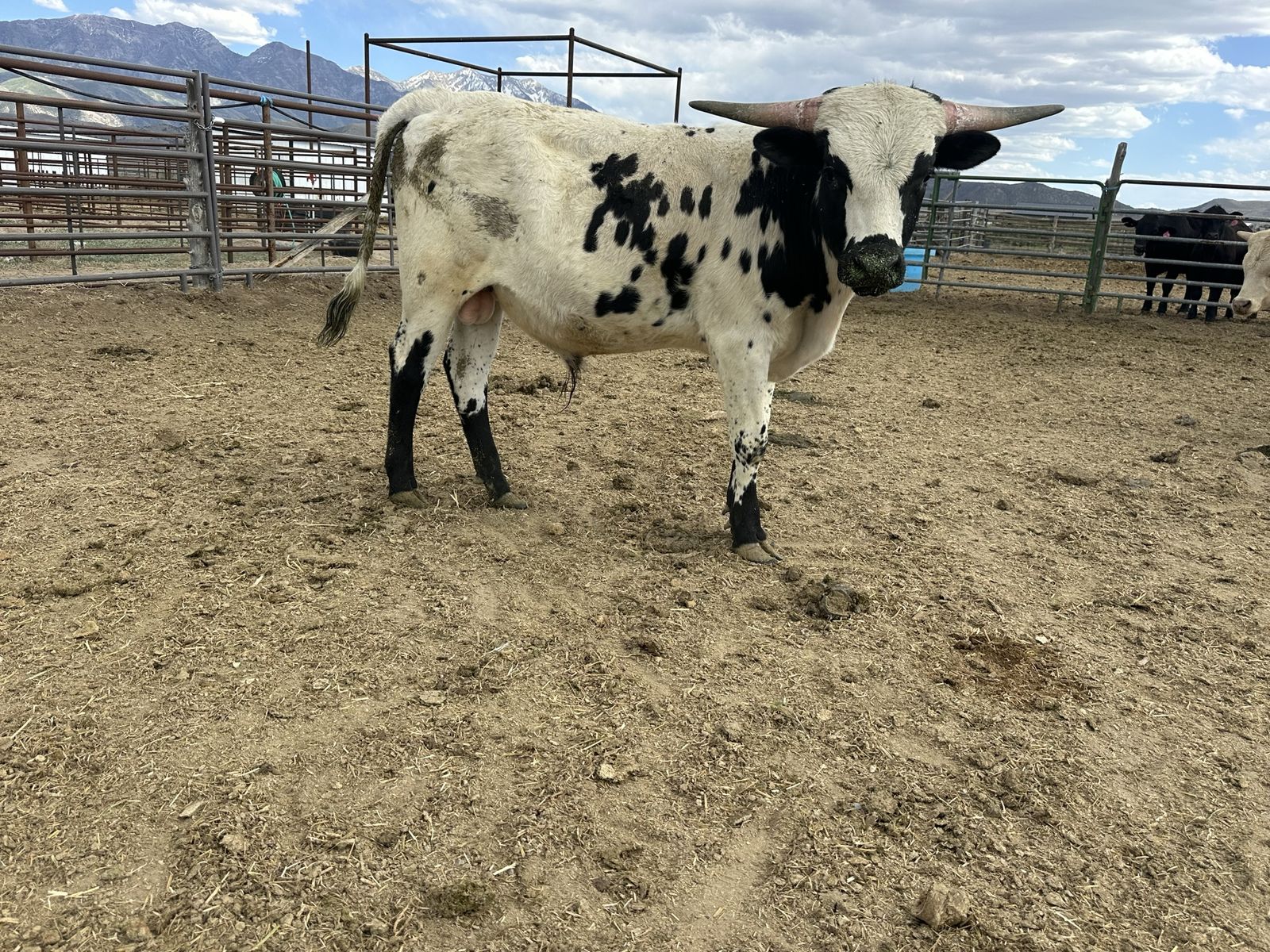 Longhorn Bull
