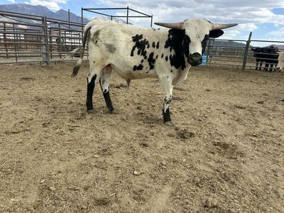 Longhorn Bull